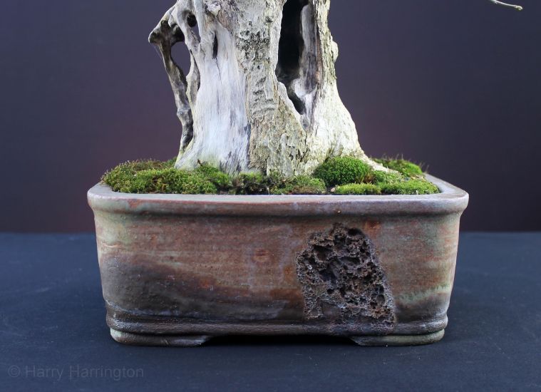 privet bonsai